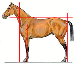 Observation des aplombs et de la locomotion du cheval